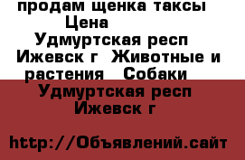 продам щенка таксы › Цена ­ 3 500 - Удмуртская респ., Ижевск г. Животные и растения » Собаки   . Удмуртская респ.,Ижевск г.